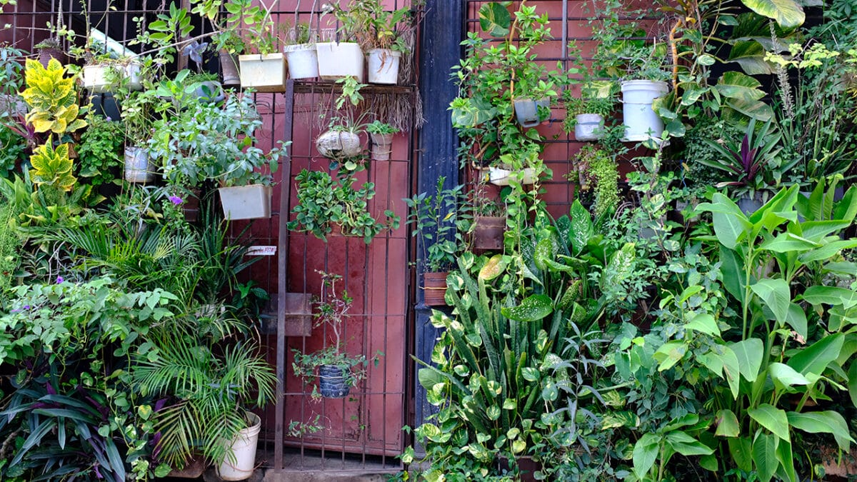 20 Things to Cleanup For Your Garden’s Fresh Start - excessive decorative plants ss1840433293 1