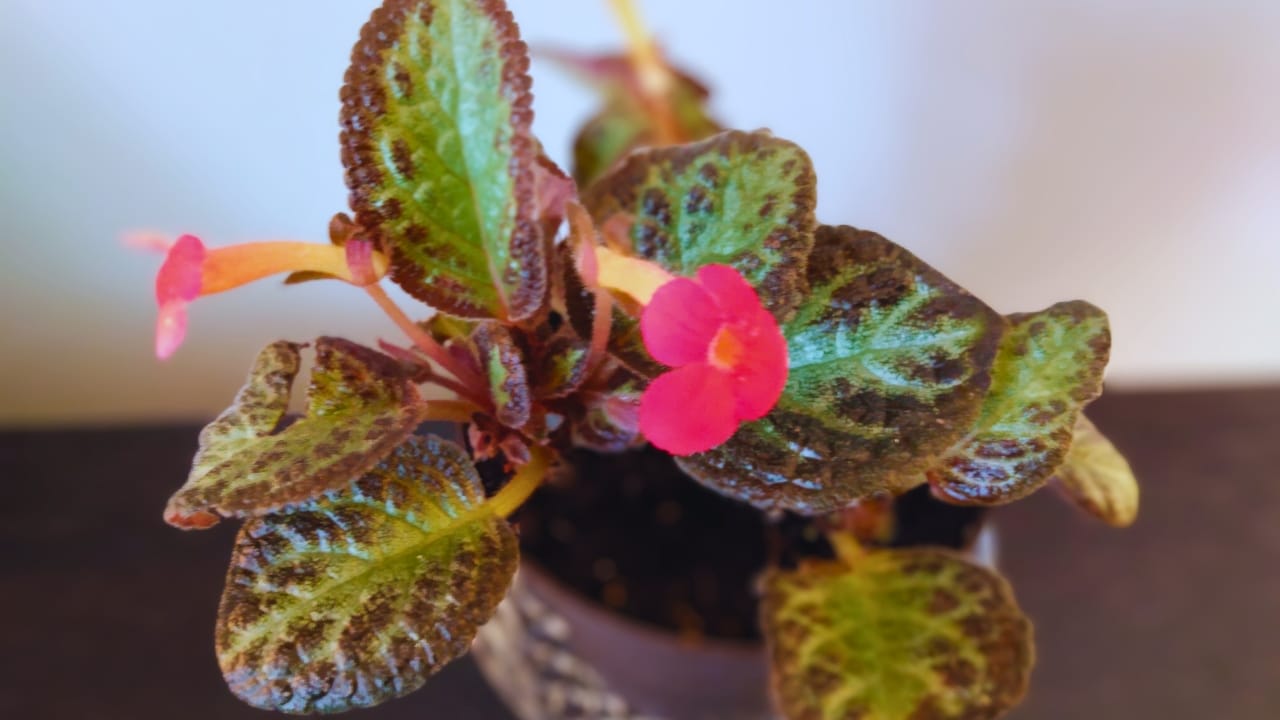 Grow & Care for Flame Violet Like a Pro - flame violet plant