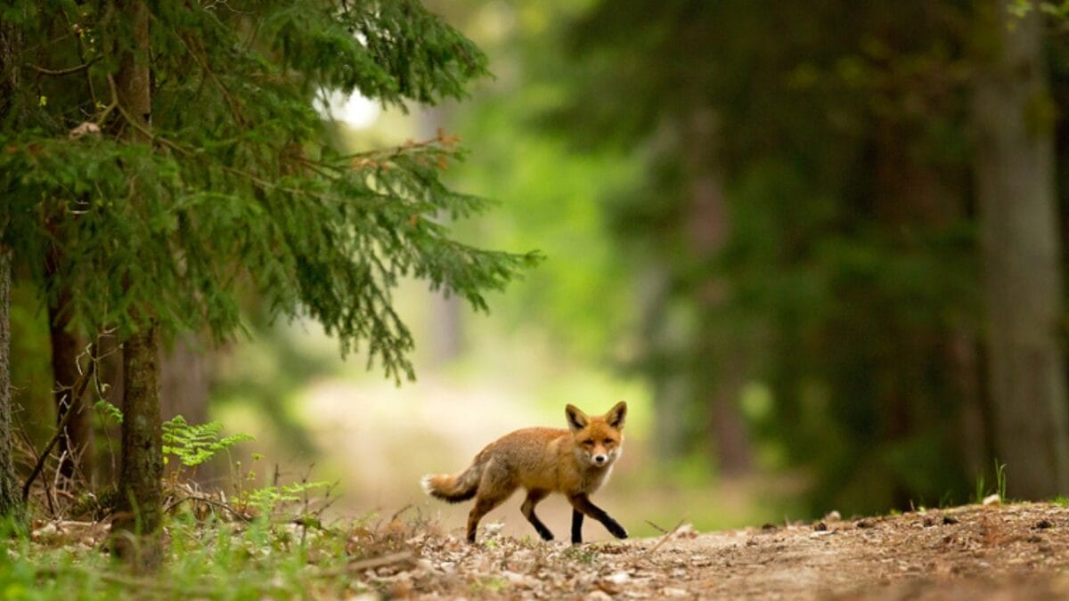 18 Brilliant Ways to Banish Groundhogs from Your Garden - fox spot ss744113647