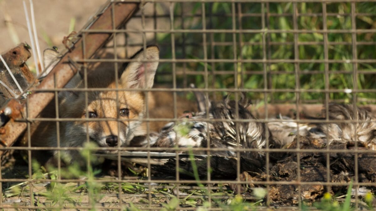 20 Top Locations to Spot Foxes Across the USA - fox trap ss1174997383