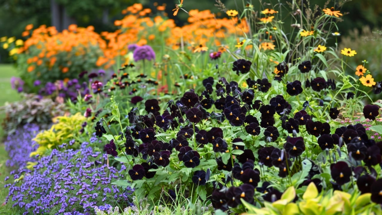 15 Striking Naturally Black Flowers to Add Mystery & Drama - garden with black flowers