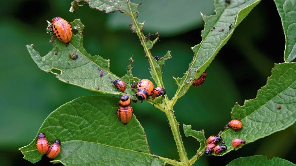 7 Gardening Hacks with Hydrogen Peroxide Every Gardener Should Know - garden pests ss2279177461