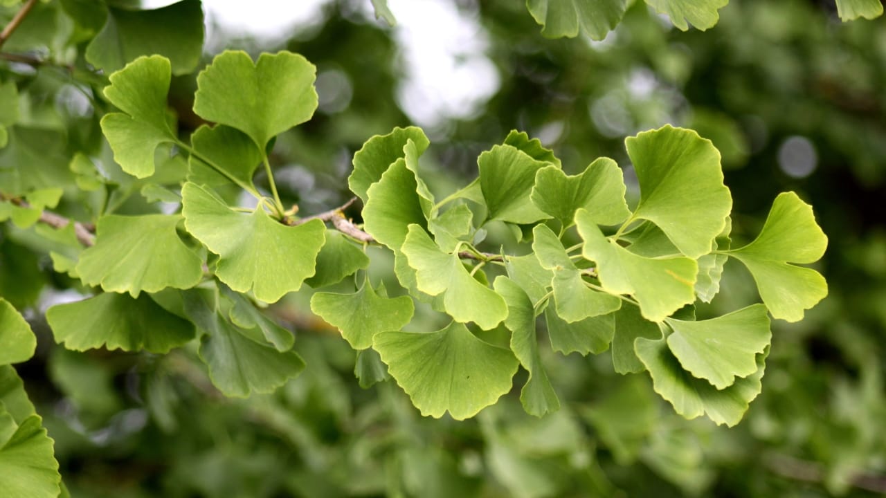 16 Must-Have Herbs for Your Medicinal Garden: Nature’s Pharmacy - ginko dp7557551