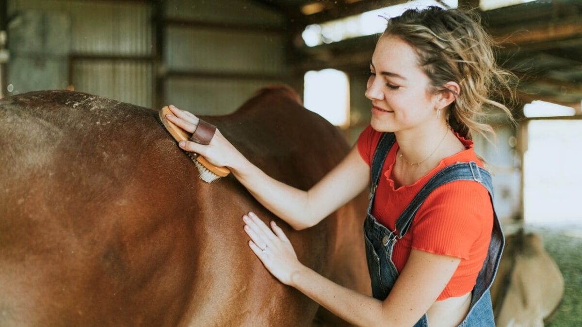 8 Largest Horse Breeds in the World - girl brushing horse ss1224970672
