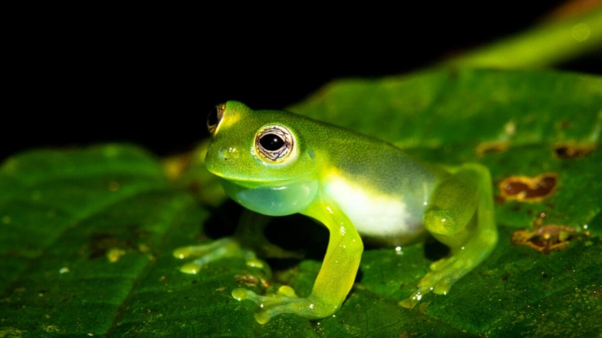 The 15 Weirdest Animals Living in the Rainforest - glass frog ss1420607363