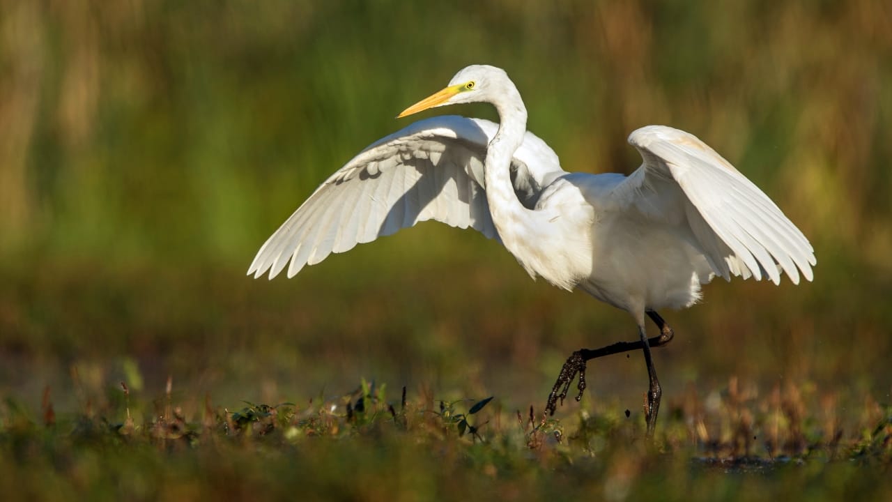 Top 7 Beautiful Animals That Call Illinois Home - great egret dp223014734