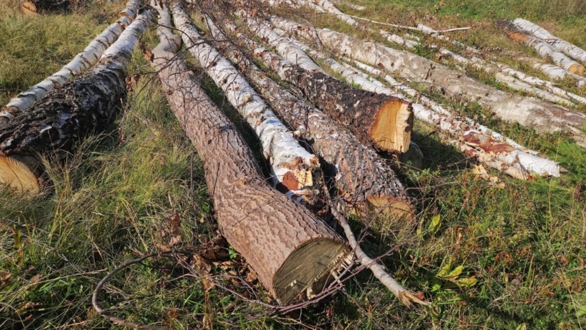 20 Top Locations to Spot Foxes Across the USA - habitat loss ss2366499733