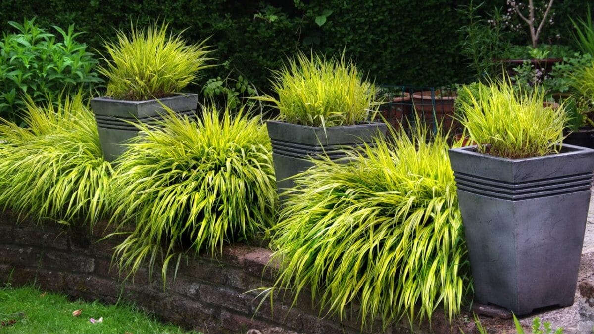 Say Goodbye to Garden Chores with These 20 Maintenance-Free Front Yard Ideas  - hakone ornamental grass ss2034611819