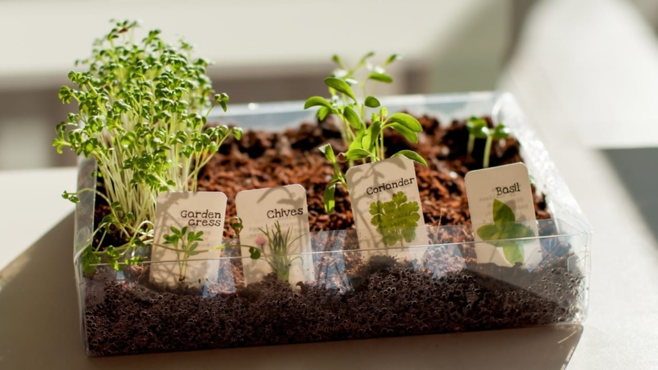 How to Cultivate Your Own Flavorful Herb Garden at Home - herb garden seedlings sprouting ss2068300496