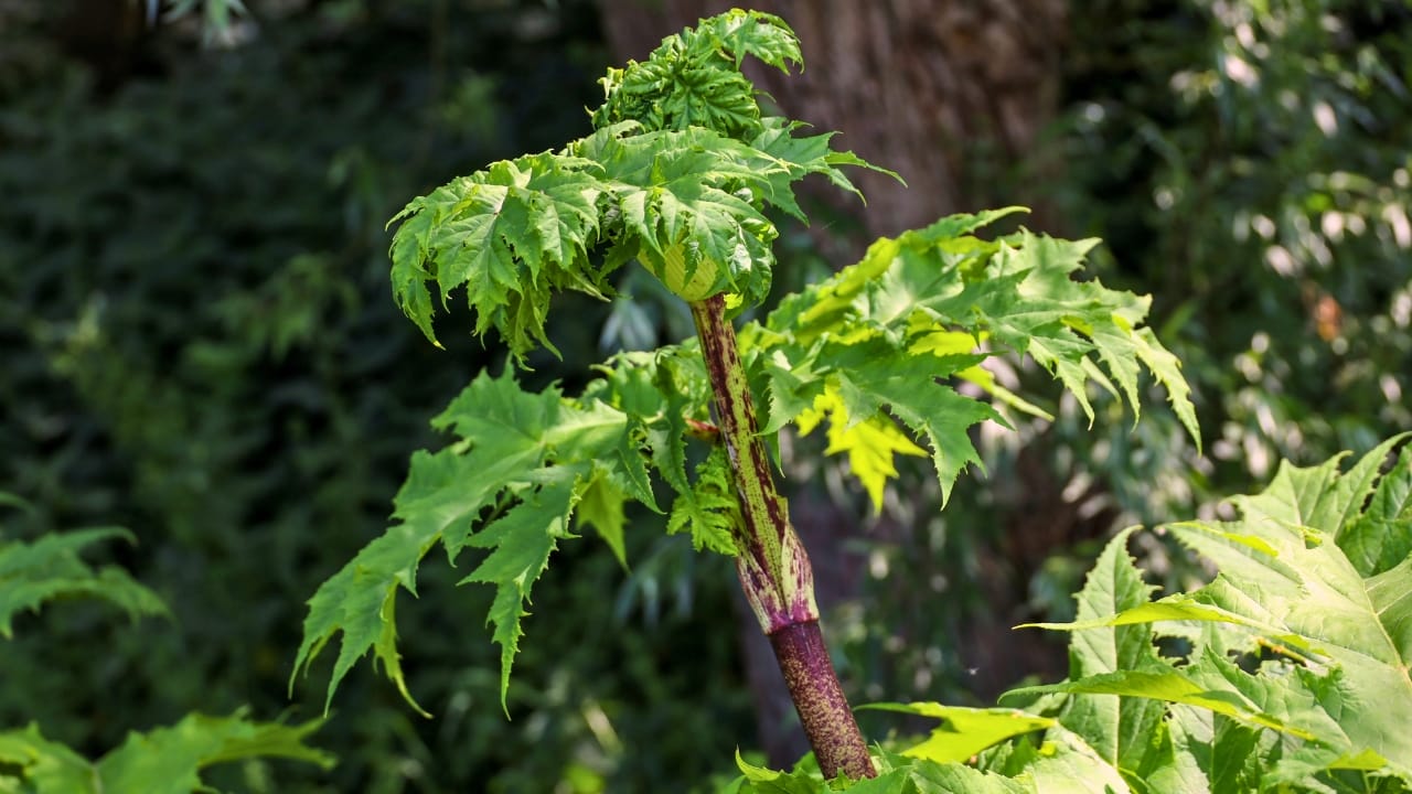 23 Deadly Plants to NEVER Touch: Linked to Over 21,400 Poisoning Cases - hogweed ss2322677031