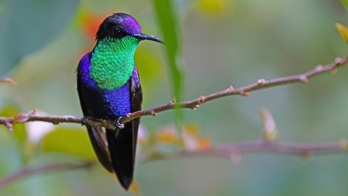 12 Proven Tips to Attract Hummingbirds to Your Garden - hummingbird ss2288345939