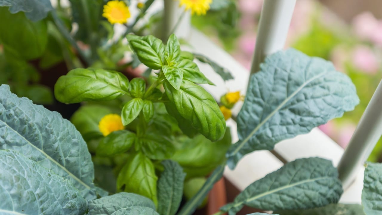The Secrets of Kale Companion Planting: Boost Your Garden's Health & Harvest - kale plants ss1131061217