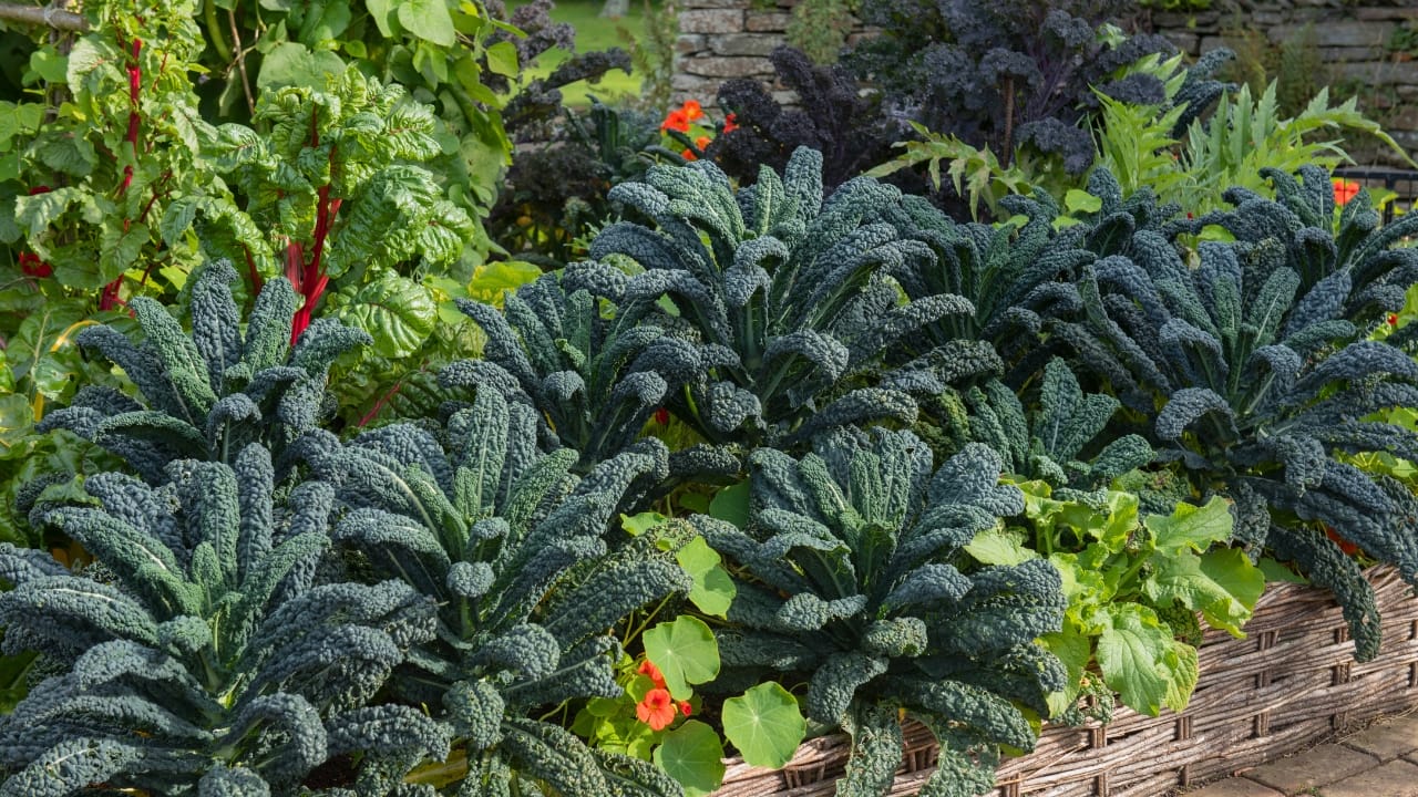 The Secrets of Kale Companion Planting: Boost Your Garden's Health & Harvest - kale plants ss1541336099