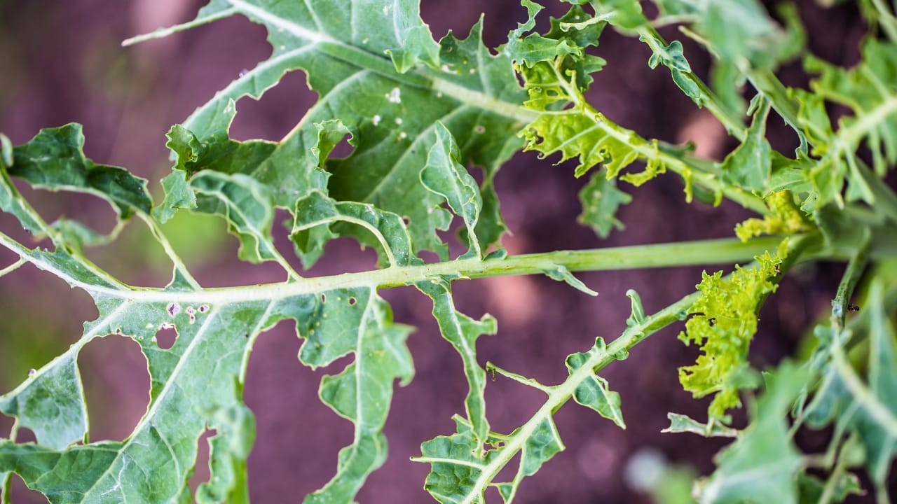 The Secrets of Kale Companion Planting: Boost Your Garden's Health & Harvest - kale plants ss543832066