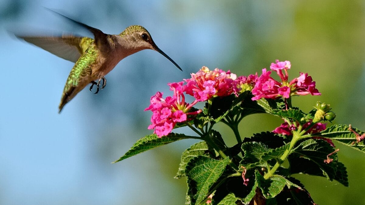 Irresistible Blooms: 12 Hanging Plants Hummingbirds Can't Resist - lantana hummingbird ss596932388