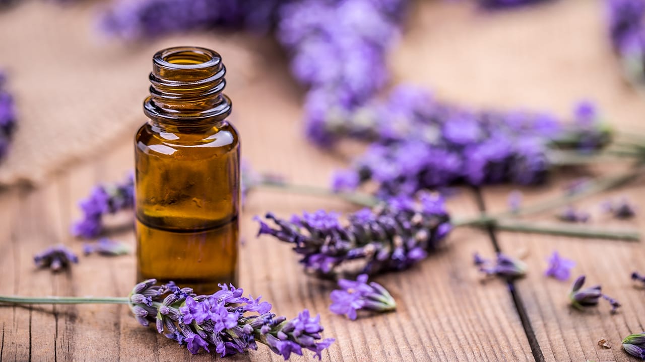 14 Natural Scents That Repel Mosquitoes: A Buzz-Free Summer Awaits - lavender oil ss454094560