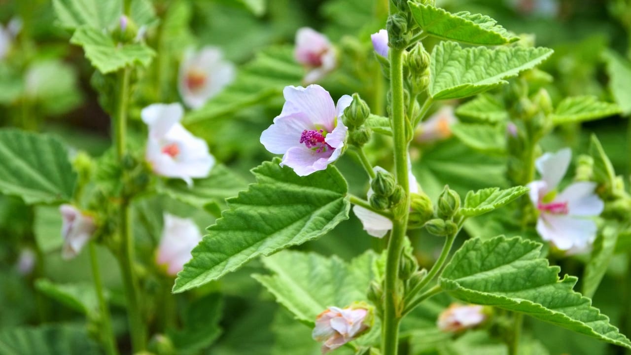 16 Must-Have Herbs for Your Medicinal Garden: Nature’s Pharmacy - marshmallow herb dp54970535