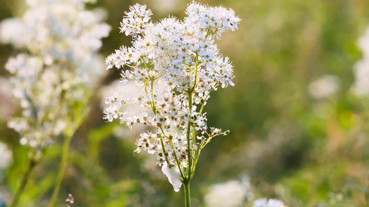 16 Must-Have Herbs for Your Medicinal Garden: Nature’s Pharmacy - meadowsweet herb dp9219166 2
