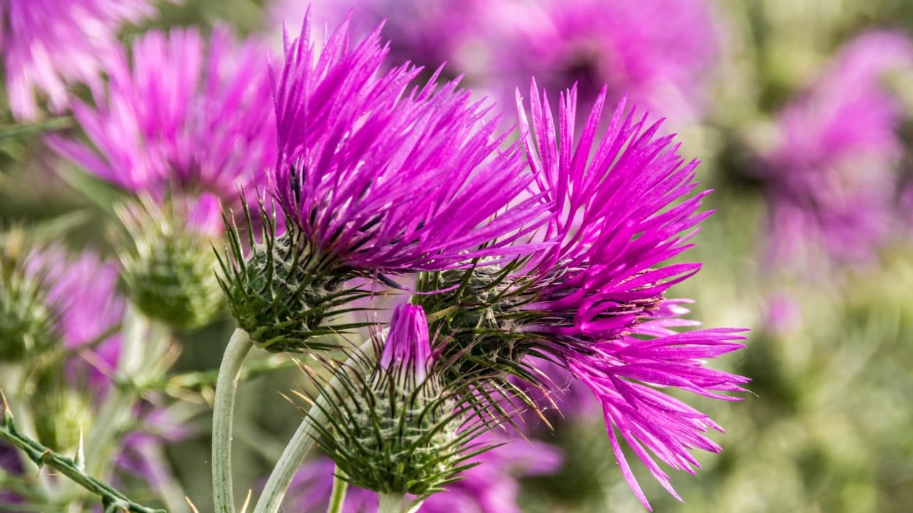 16 Must-Have Herbs for Your Medicinal Garden: Nature’s Pharmacy - milk thistle dp85377116