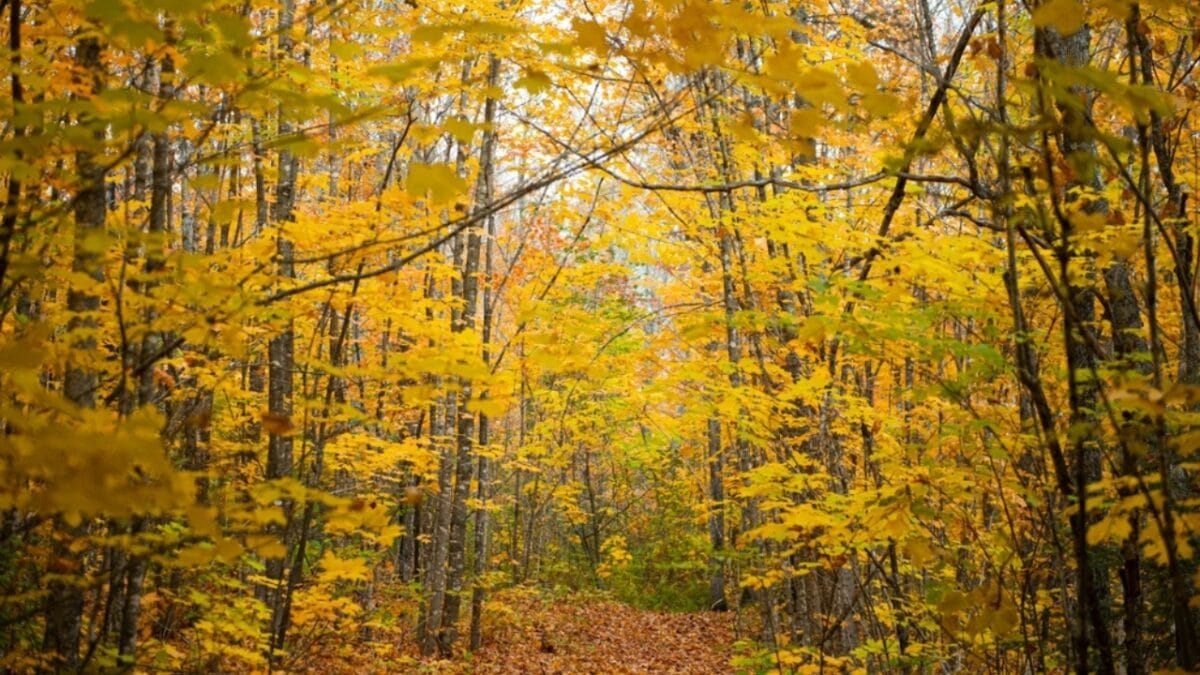 20 Top Locations to Spot Foxes Across the USA - minnesota ss2394118413