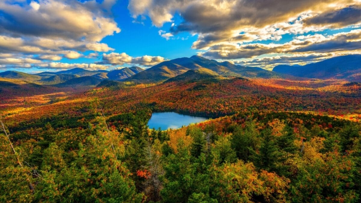 20 Top Locations to Spot Foxes Across the USA - newyork ss2314194221