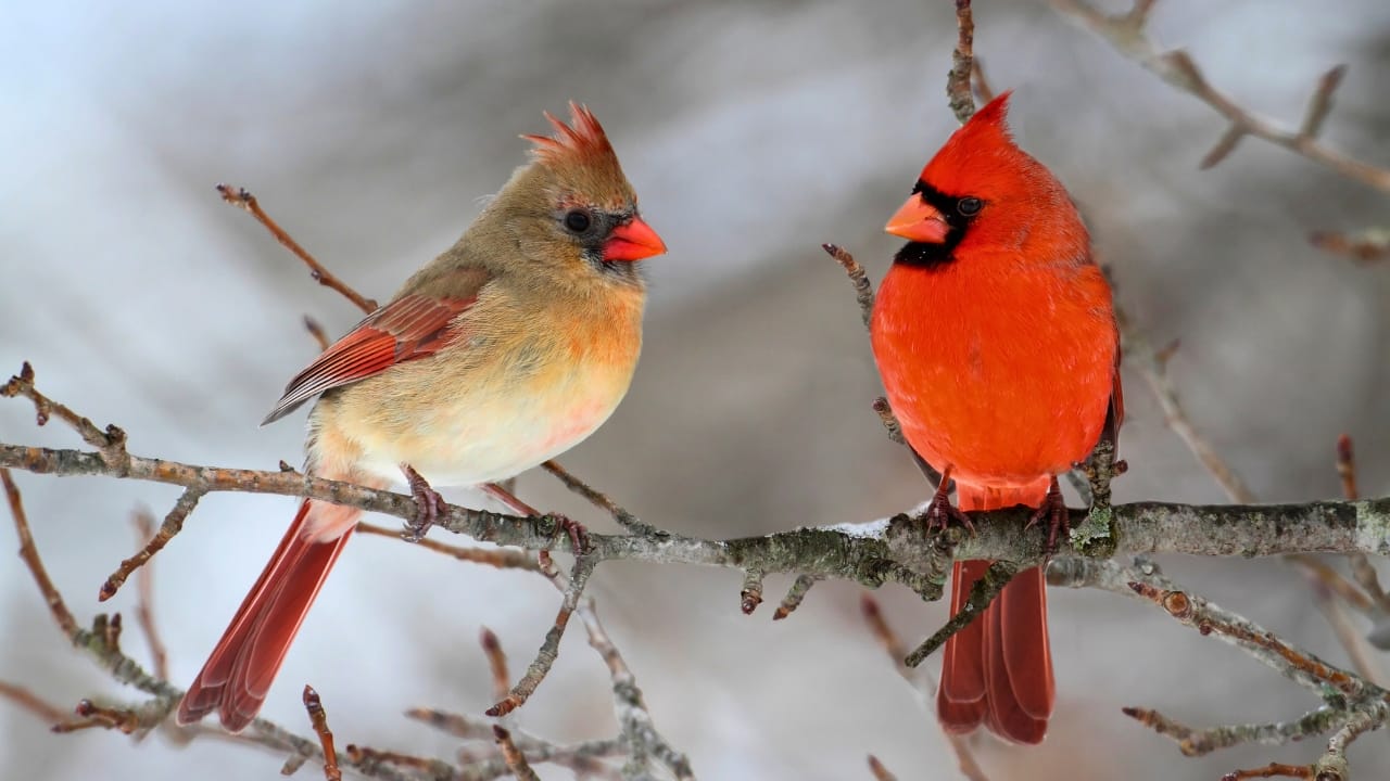 Top 7 Beautiful Animals That Call Illinois Home - northern cardinal dp7928623