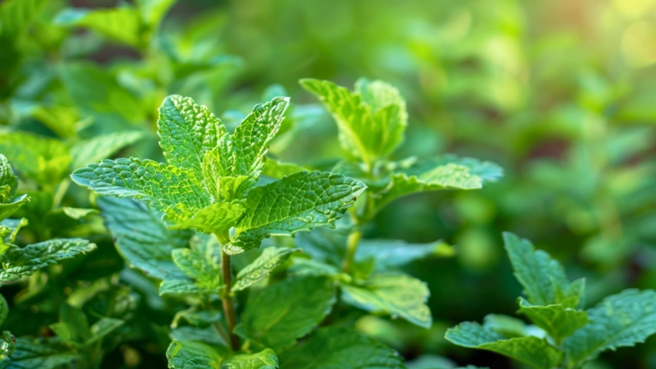 16 Must-Have Herbs for Your Medicinal Garden: Nature’s Pharmacy - peppermint