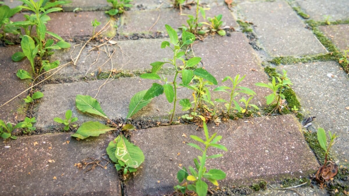 20 Things to Cleanup For Your Garden’s Fresh Start - plants growing on pavements ss2271264605
