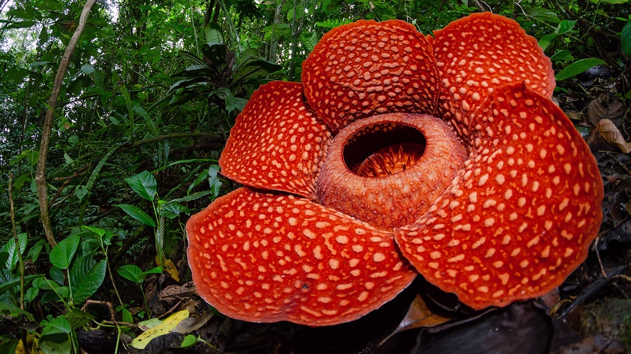 The World’s Largest Flower Smells So Rotten - rafflesia ss1359813020