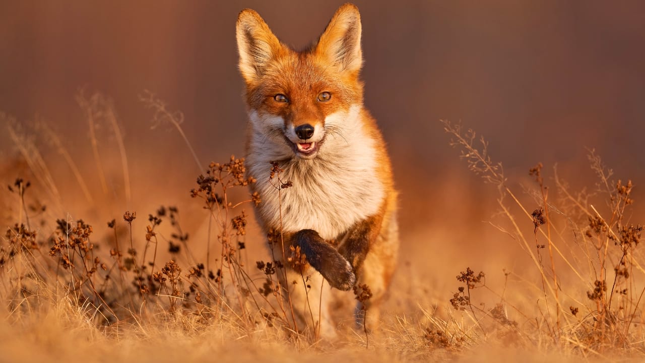 Top 7 Beautiful Animals That Call Illinois Home - red fox ss2140992621