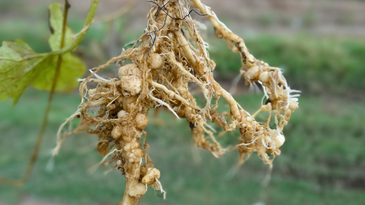 Root Rot Insect 10 Worst Garden Pests & How to Get Rid of Them for Good