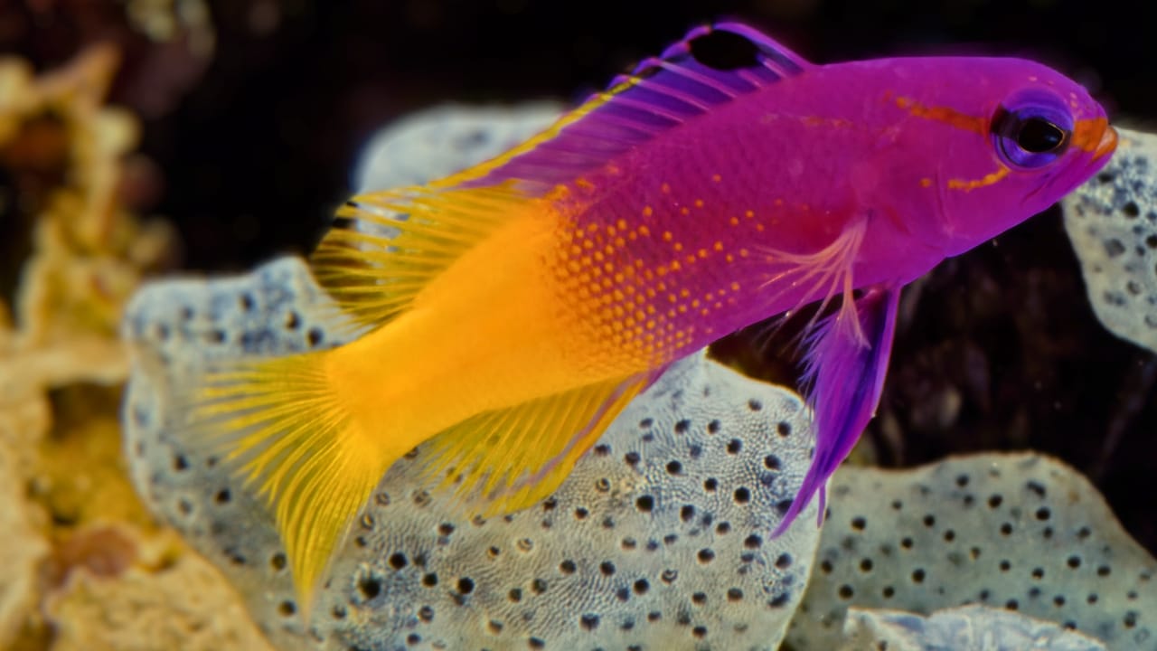 9 Animals That Can Remarkably Change Their Gender - royal grammas fish ss1939668019