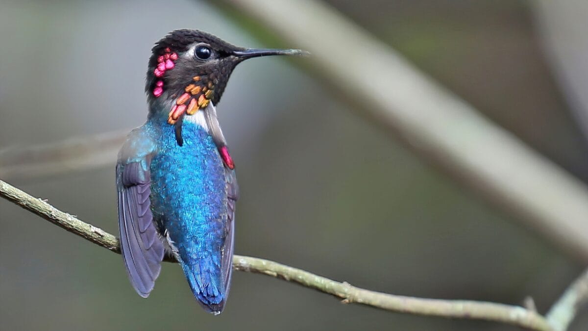 Meet the Bee Hummingbird: The Tiny Avian Marvel of Cuba - sBee hummingbird ss2144198167