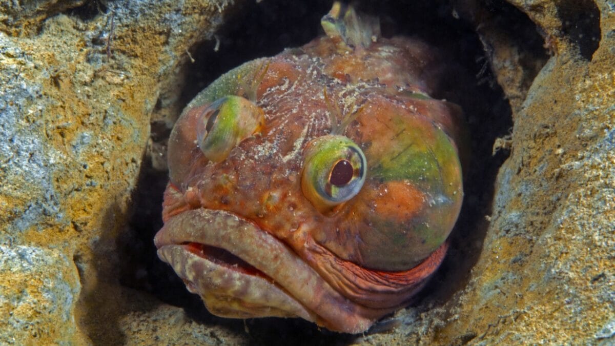 10 Creepy Deep Sea Creatures You Never Knew Existed - sarcastic fringehead ss164506991
