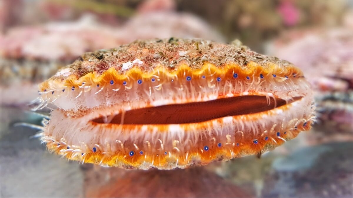 15 Bizarre & Unique Fish from Around the World - scallop fish ss1664153254