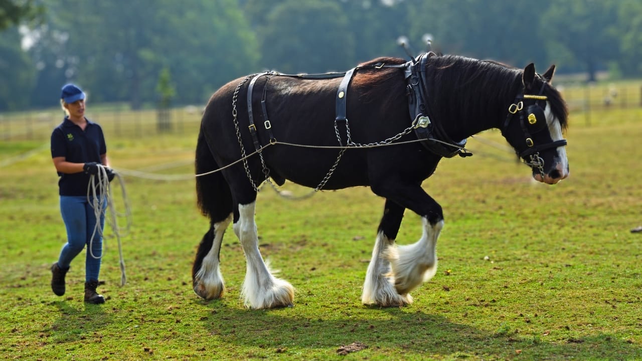 the-15-strongest-horse-breeds-their-remarkable-abilities