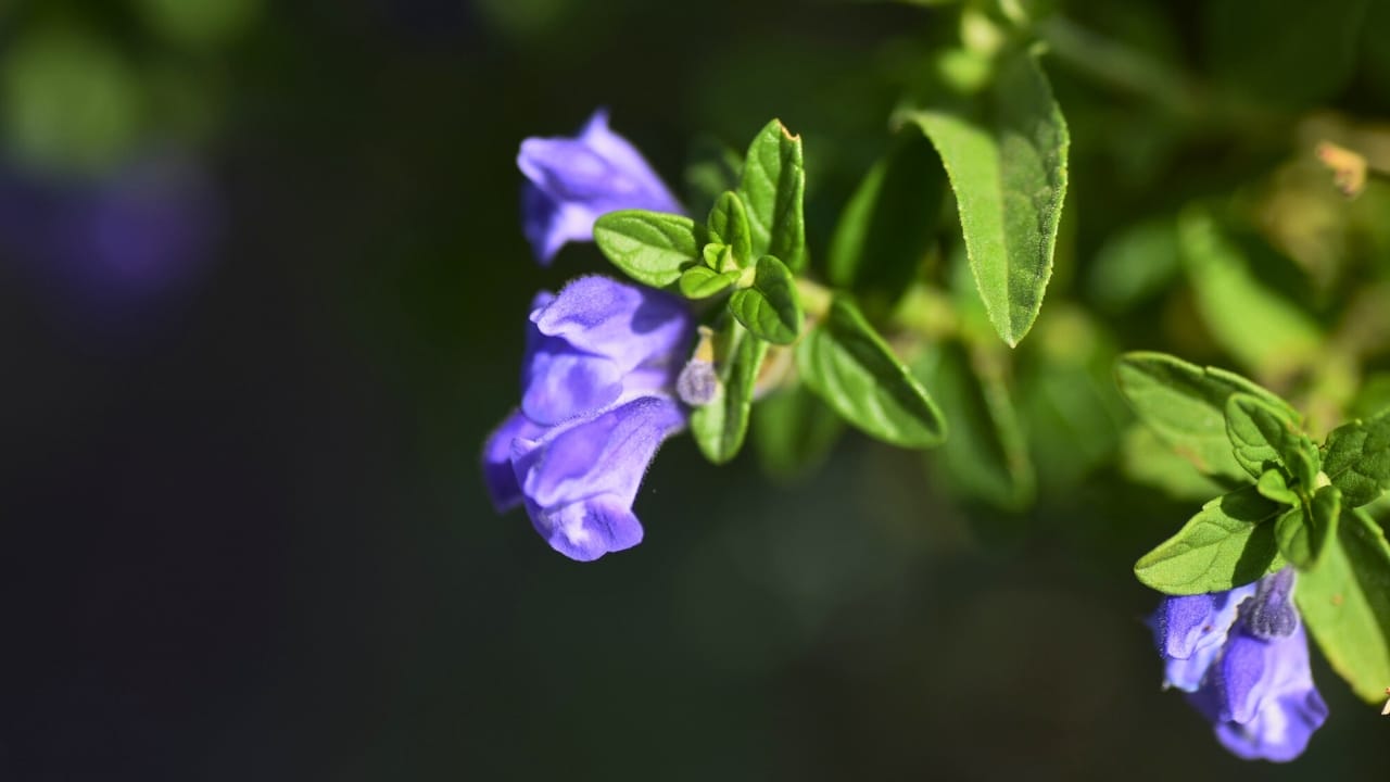 16 Must-Have Herbs for Your Medicinal Garden: Nature’s Pharmacy - skullcap herb dp489788392