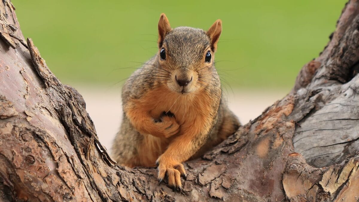Top 10 Smartest Animals: Geniuses of the Animal Kingdom - squirrel ss1652250700