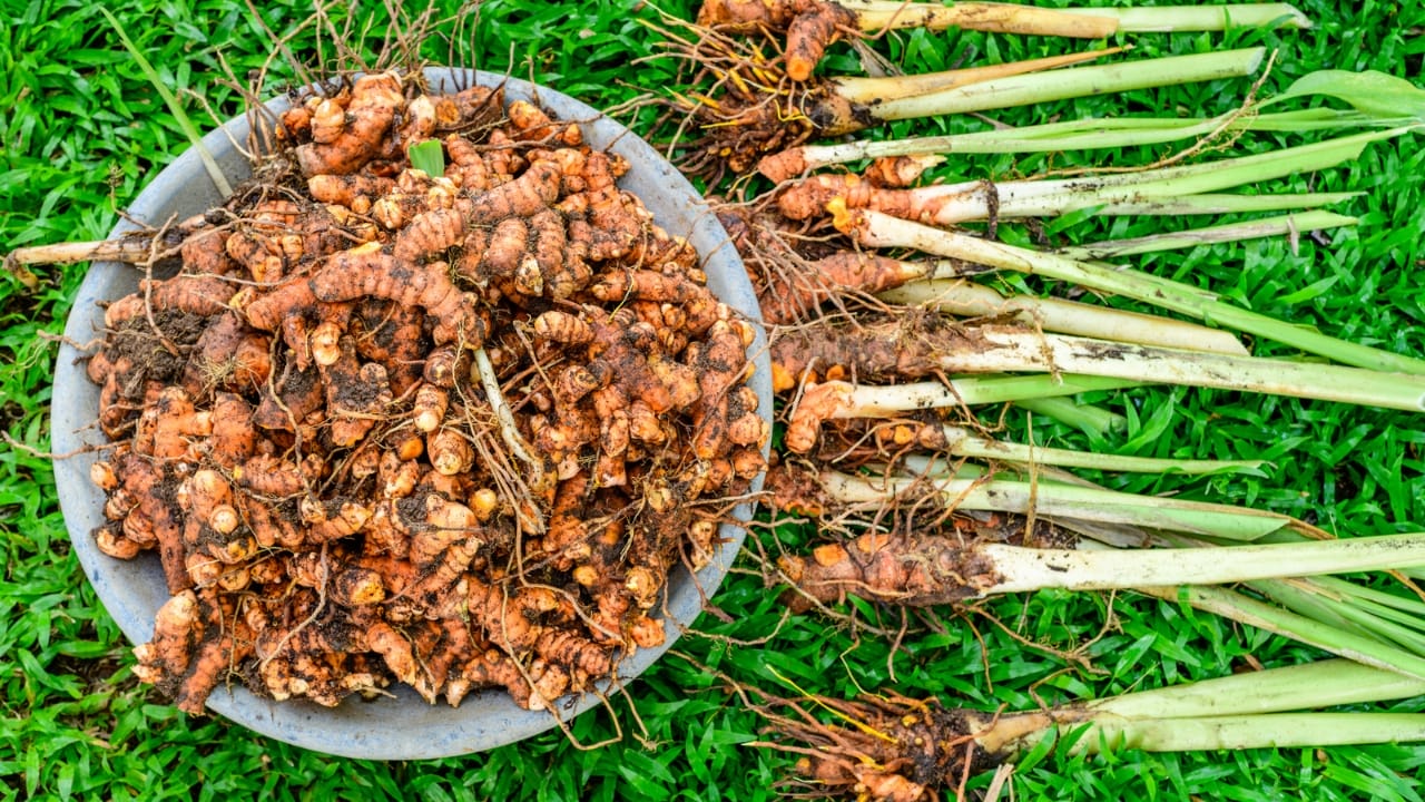 16 Must-Have Herbs for Your Medicinal Garden: Nature’s Pharmacy - turmeric herb dp538850770