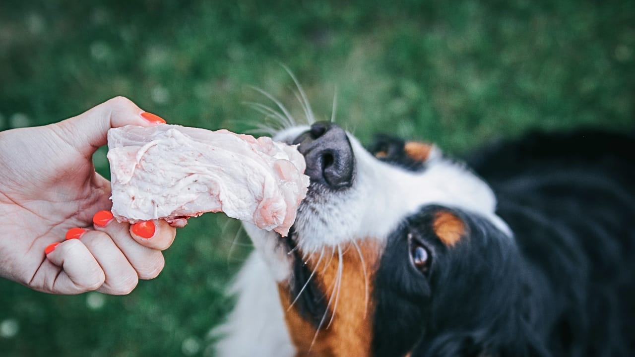 Could Your Dog be Allergic to Chicken? 4 Signs to Look For - woman feeding a dog with chicken ss1762942808