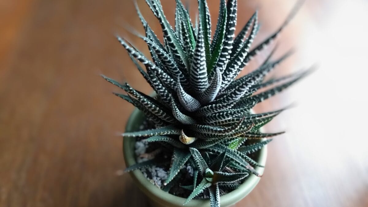 How to Grow & Care for Zebra Plants (Haworthiopsis attenuata) - zebra plant