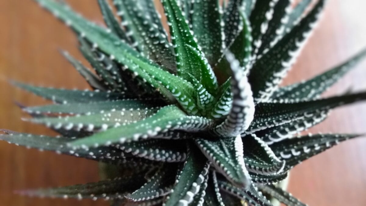 How to Grow & Care for Zebra Plants (Haworthiopsis attenuata) - zebra plant