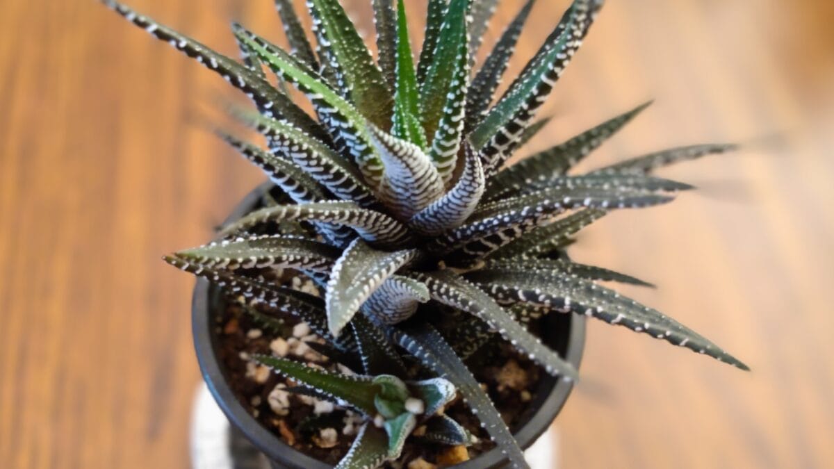 How to Grow & Care for Zebra Plants (Haworthiopsis attenuata) - zebra plant 2