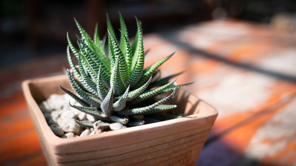 How to Grow & Care for Zebra Plants (Haworthiopsis attenuata) - zebra plant ss2251734061