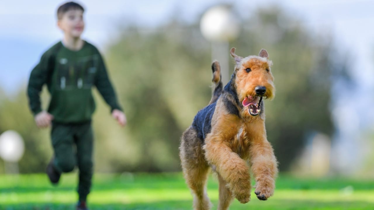 7 Terrier-ific Dogs: These Fascinating Terrier Breeds Have Won Our Hearts