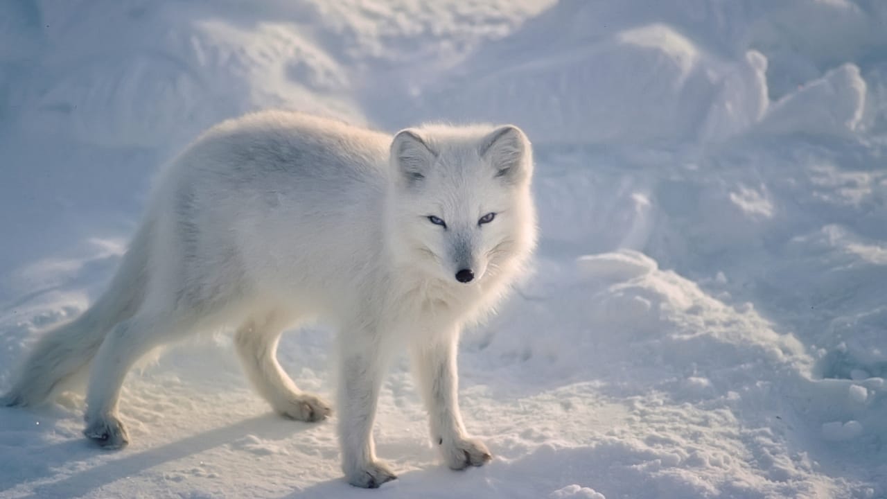 Life at -58°F: How 15 Arctic Species Thrive in the Cold - Arctic