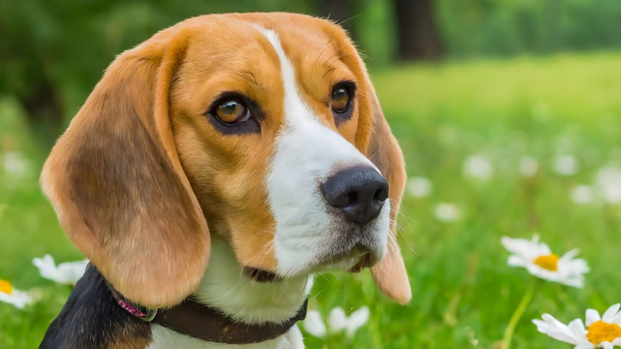 10 Facts About Beagles You Probably Didn't Know - Beagle dp704127404