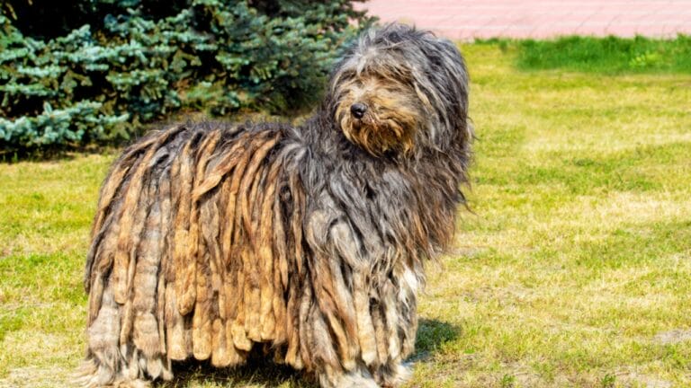 25 Dog Breeds for Those Who Love the Weird & Wonderful