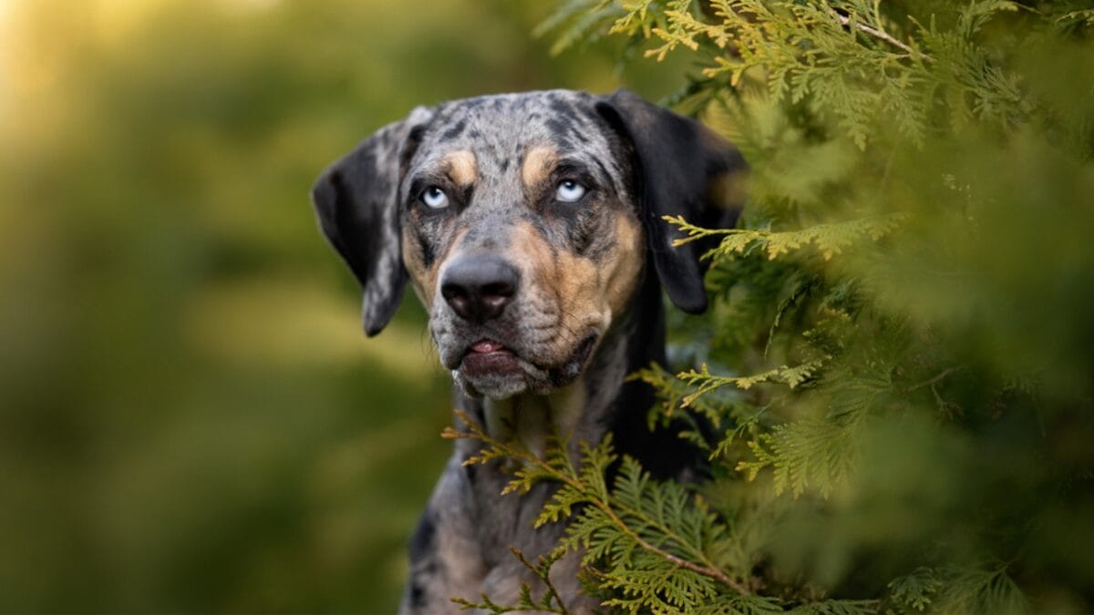 8 Wonderfully Weird Dog Breeds You've Probably Never Heard Of - Catahoula Leopard Dog ss1732830512