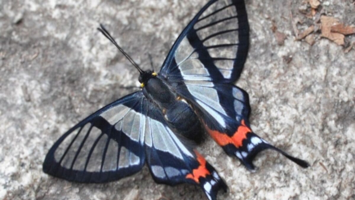 15 of the World's Most Enchanting & Vibrant Butterflies - Chorinea sylphina wiki